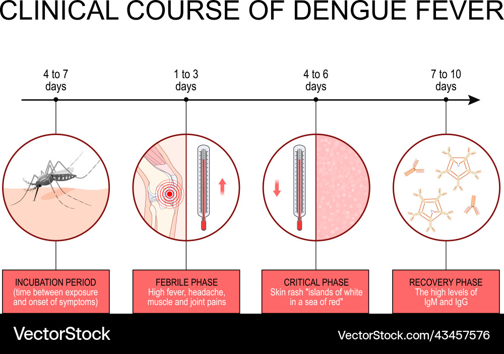 Dengue fever clinical course infographics Dengue fever clinical course infographics vector image