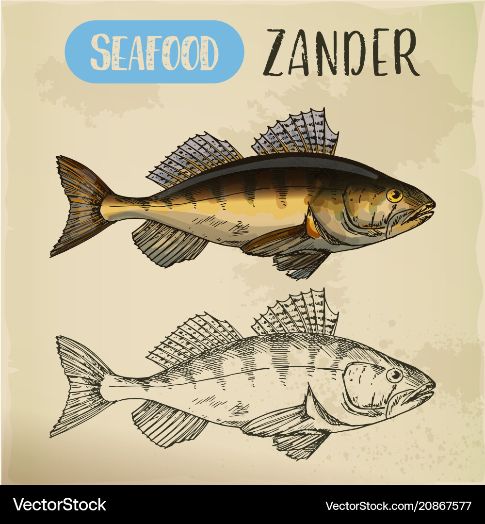 Zander or pike-perch sketch for menu vector image