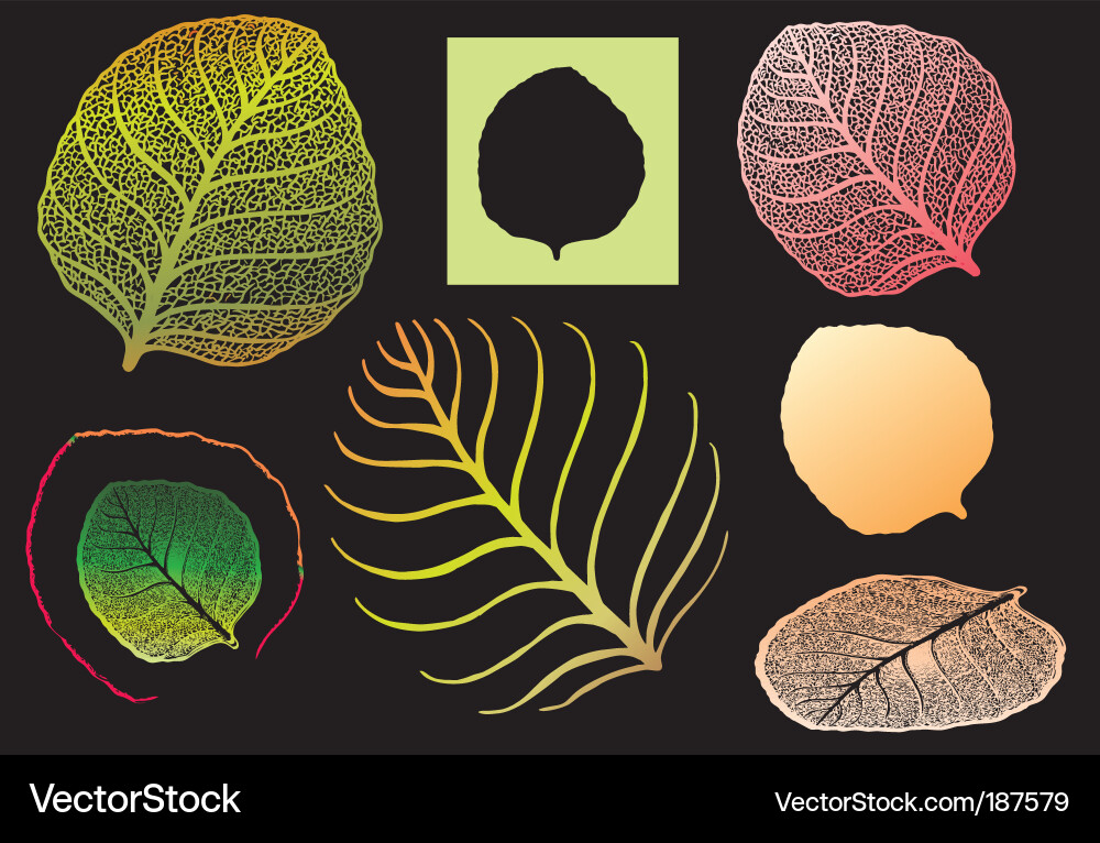 Leaf image vector image