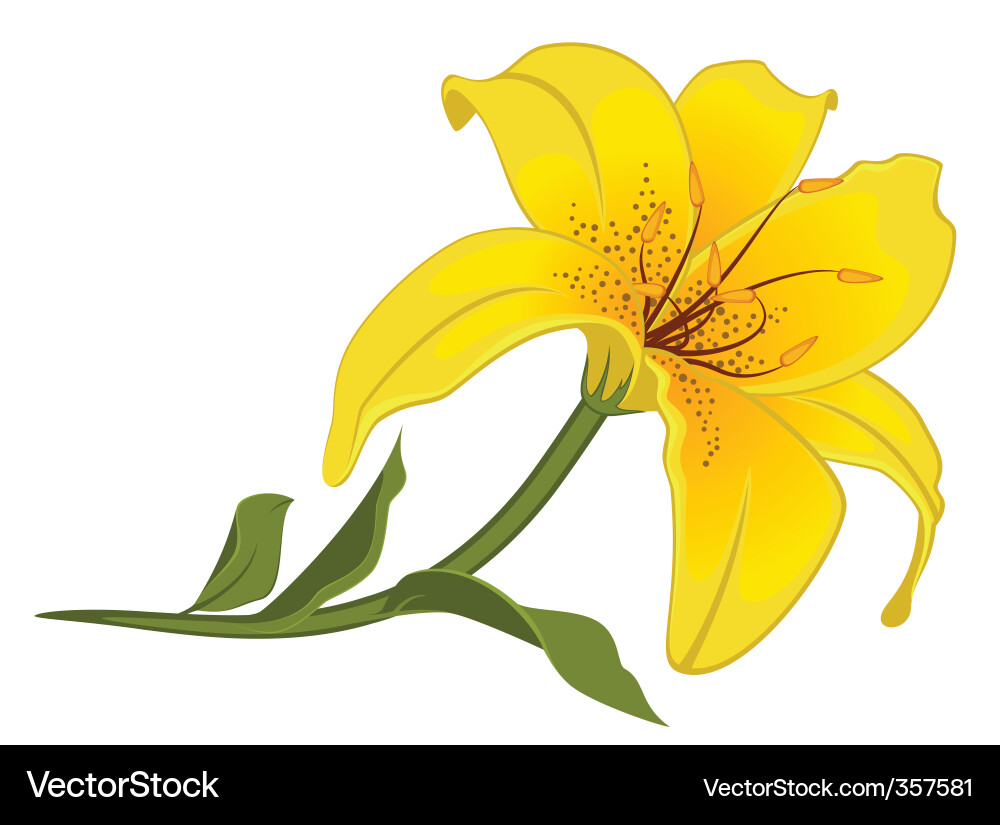 Elegant White Lily Blossom vector image