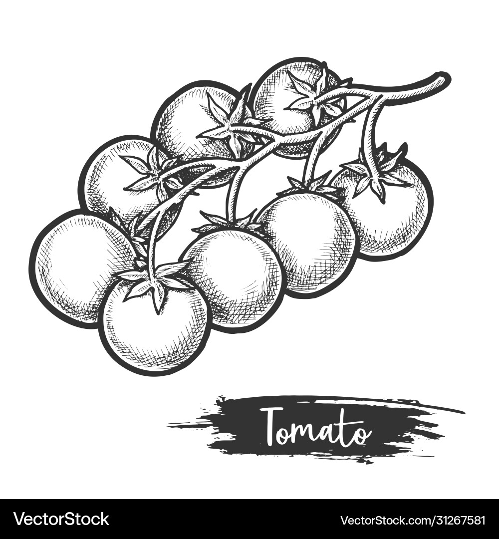 Sketch Tomatenzweig mit Fetus Gemüse Sketch Tomatenzweig mit Fetus Gemüse vektorbild