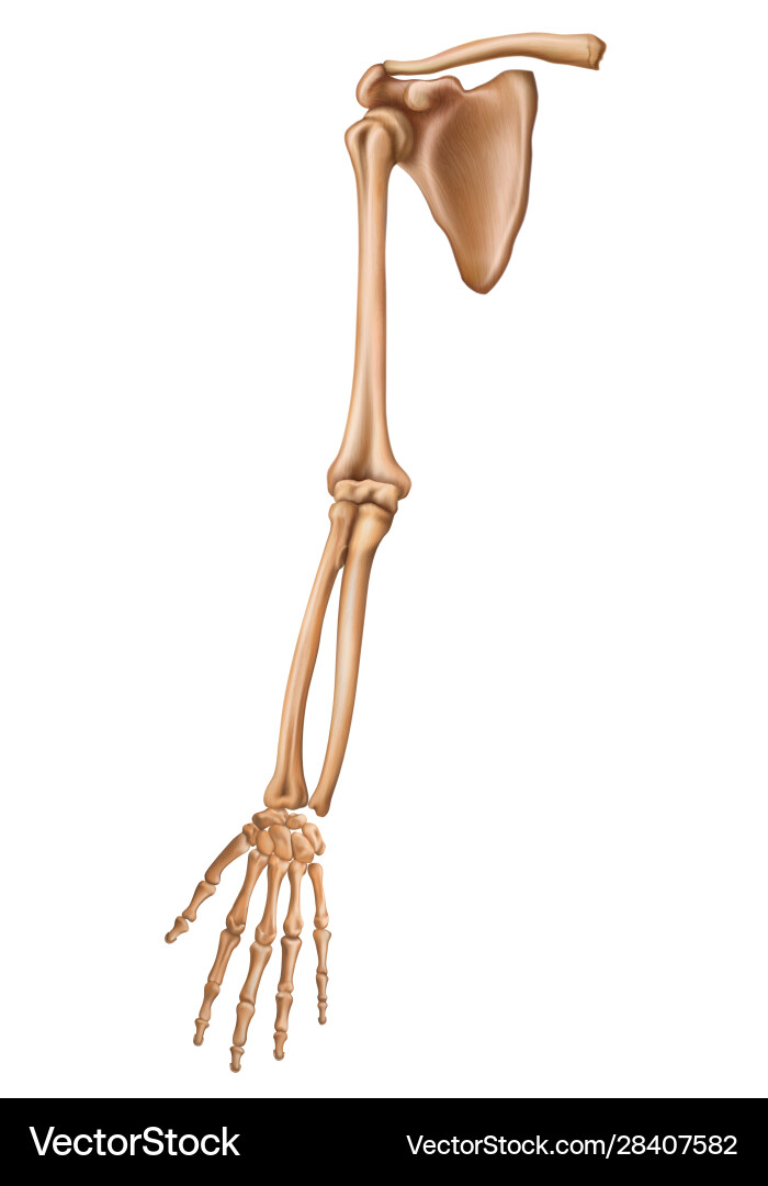 Skeleton membri superioris bones upper vector image