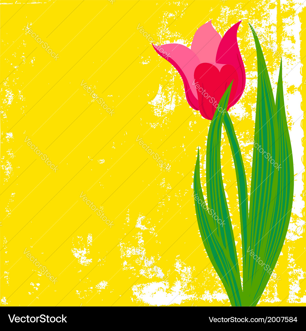 Card with red tulip on textured background Vector Image