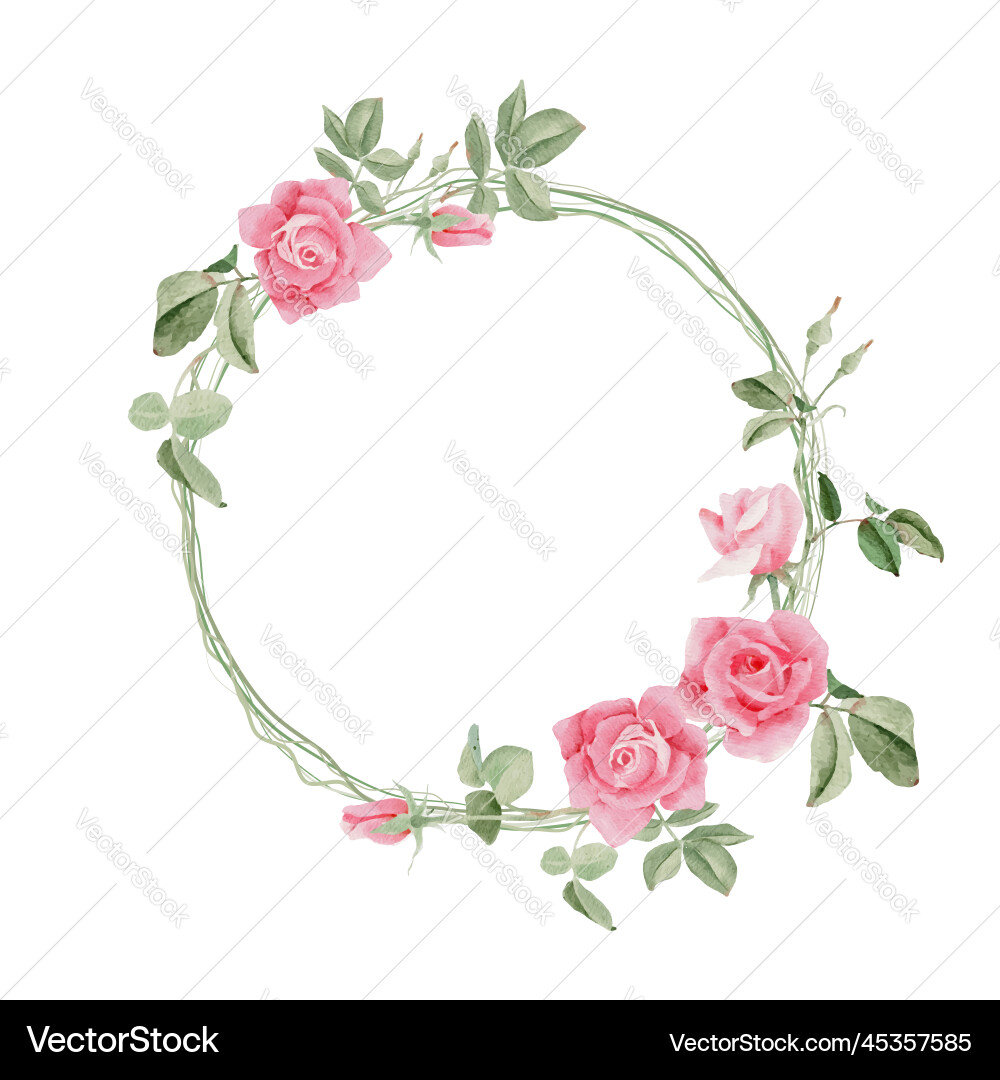 Watercolor blooming pink rose branch flower Watercolor blooming pink rose branch flower Vector Image