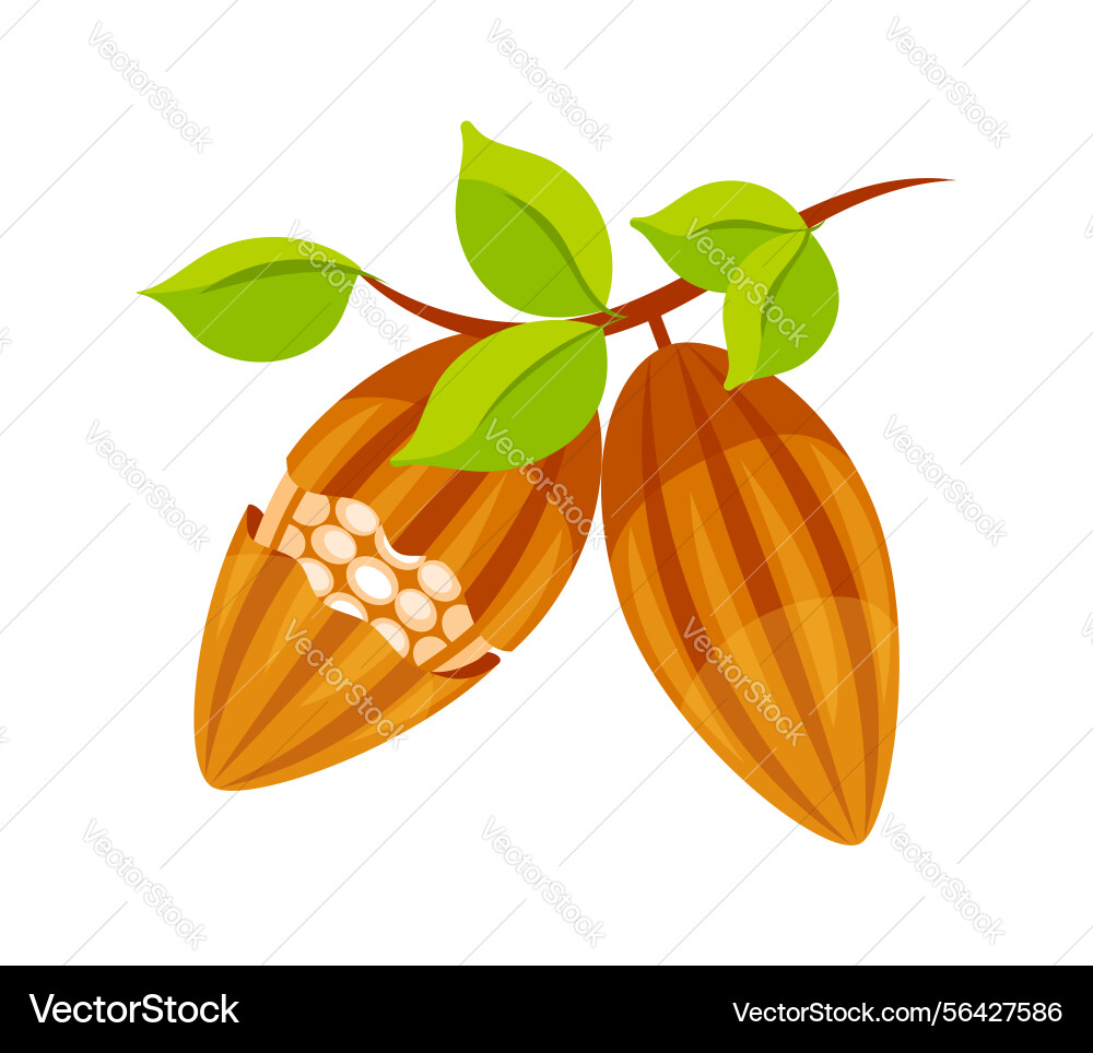 Cocoa beans growing on tree branch with leaves Cocoa beans growing on tree branch with leaves vector image