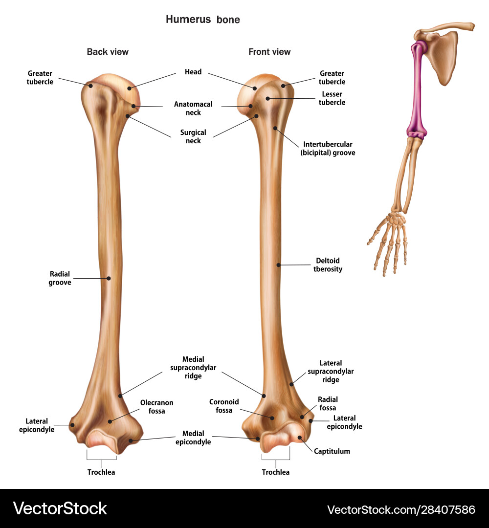 Structure humerus bone with name Royalty Free Vector Image