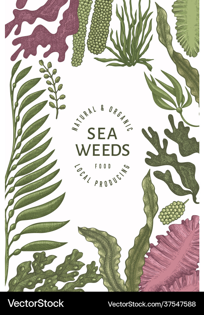 Seaweed design template hand drawn seaweeds Vector Image