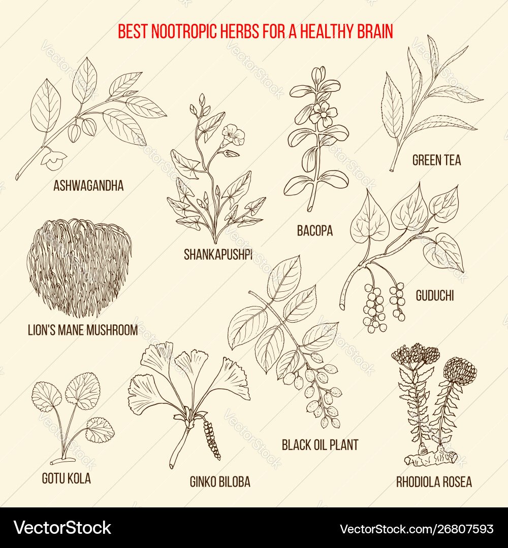 Best nootropic medicinal herbs for a healthy brain Best nootropic medicinal herbs for a healthy brain vector image