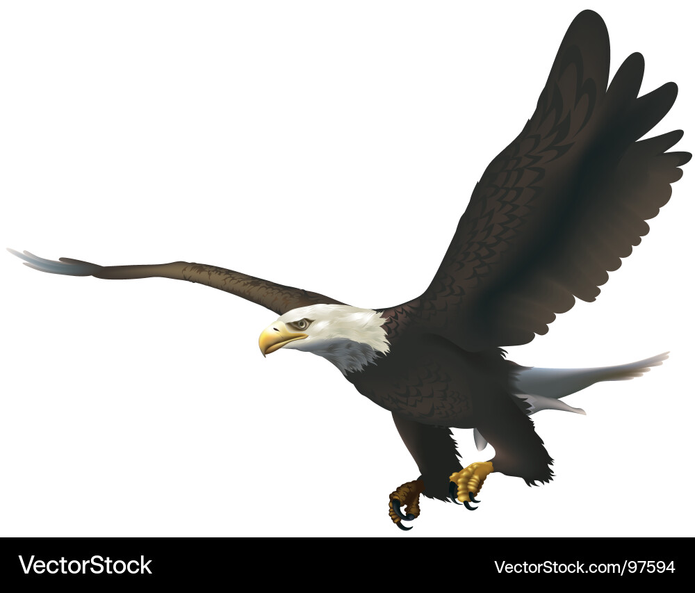 Bald eagle Royalty Free Vector Image - VectorStock
