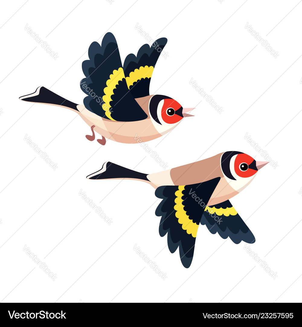 Flying european goldfinch pair isolated Flying european goldfinch pair isolated vector image