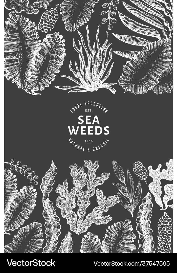 Seaweed design template hand drawn seaweeds Vector Image