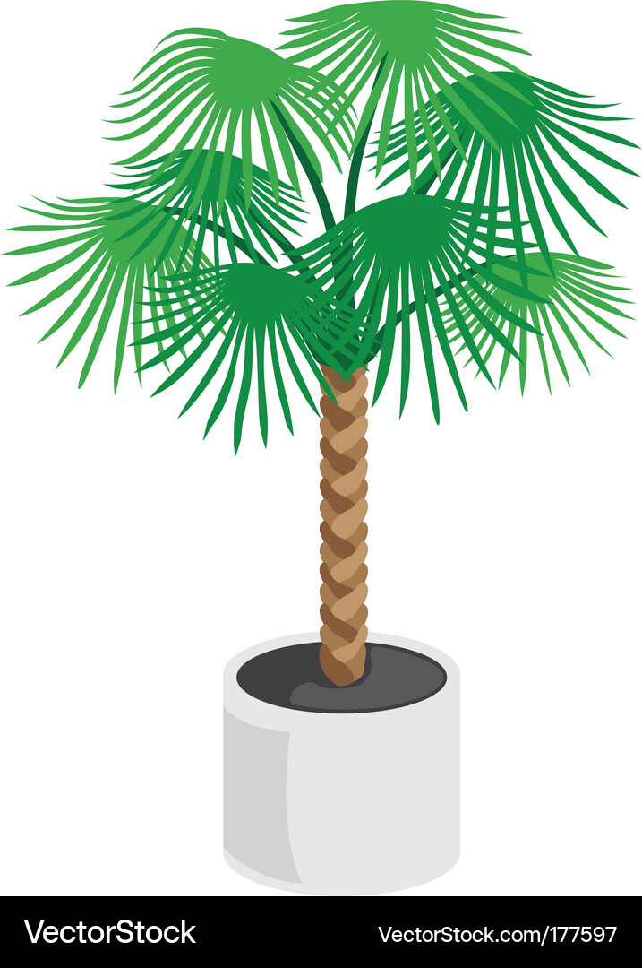 Palm tree Vector Image