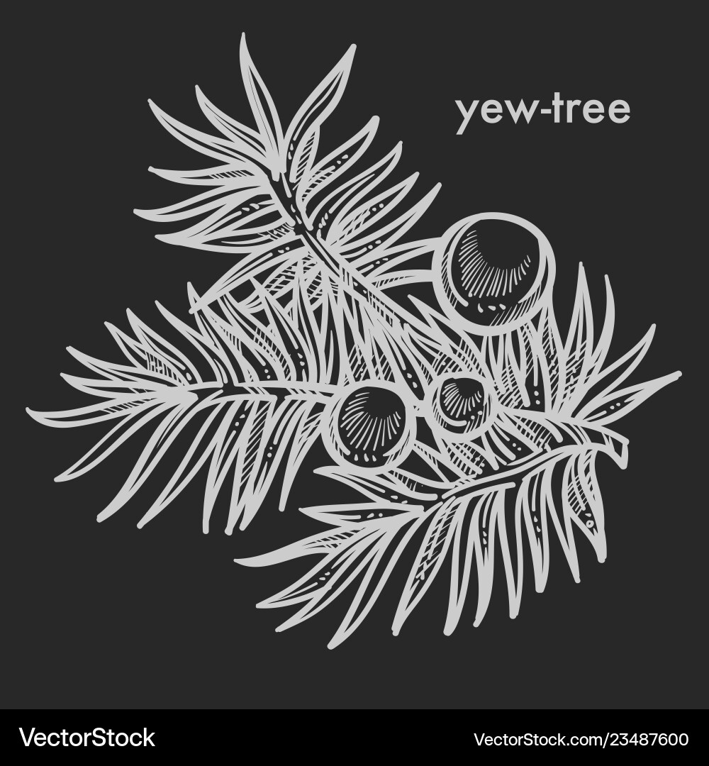 Yew Baumzweig mit Samenkegeln und Nadelblättern Yew Baumzweig mit Samenkegeln und Nadelblättern vektorbild