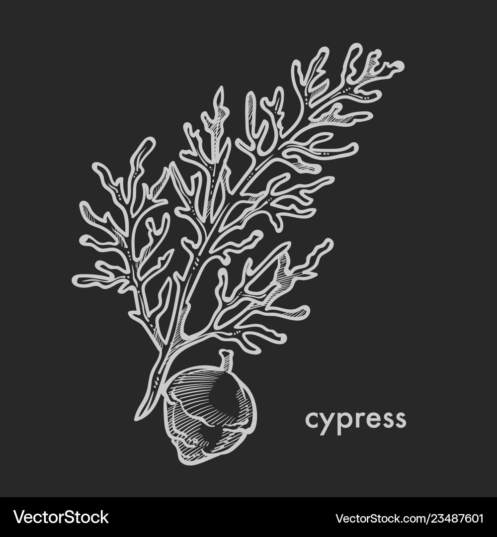 Cypress Baumzweig mit Kegel und Blätter Hand Cypress Baumzweig mit Kegel und Blätter Hand vektorbild