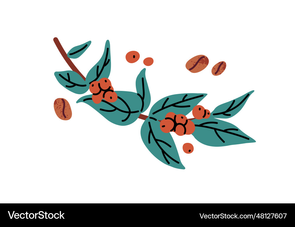 Coffee berries growing on branch plant raw Coffee berries growing on branch plant raw vector image