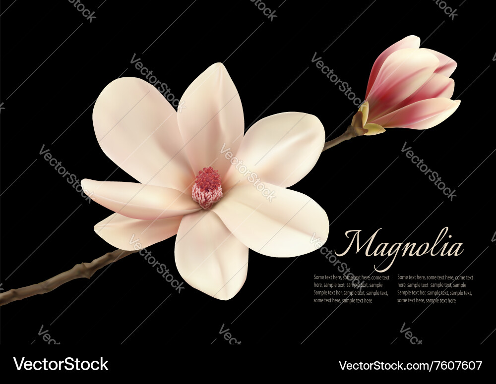 Elegant White Magnolia Blossom Vector Image