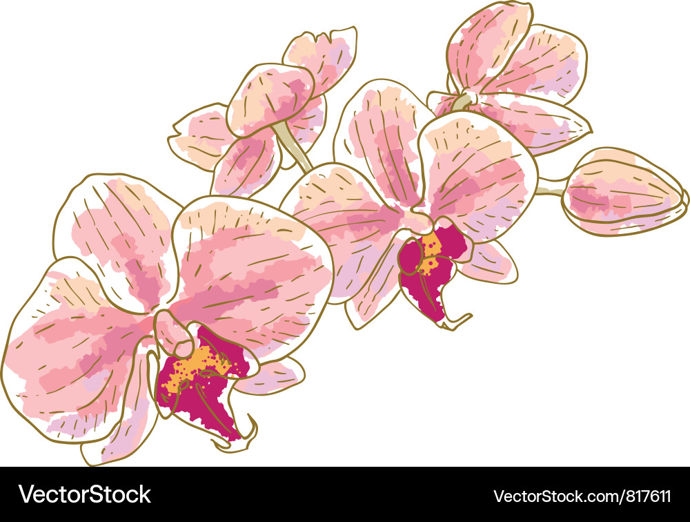 Pink Orchid Branch vector image