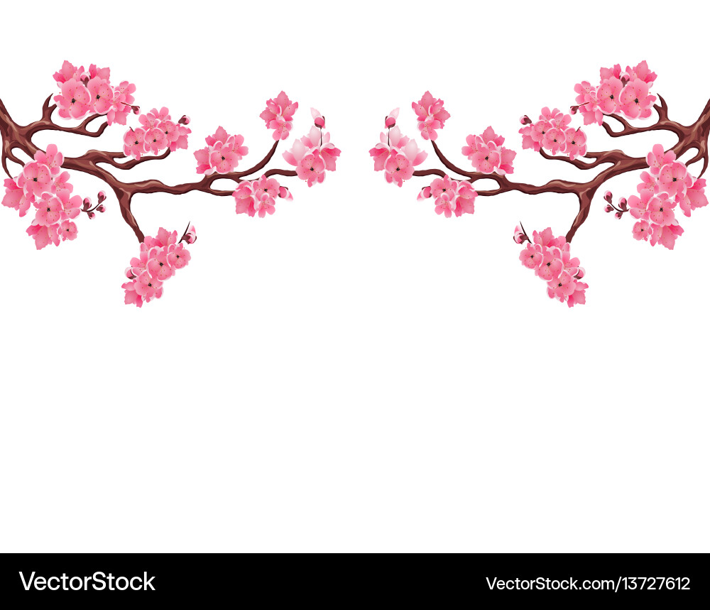 Pink Cherry Blossom Branches vector image
