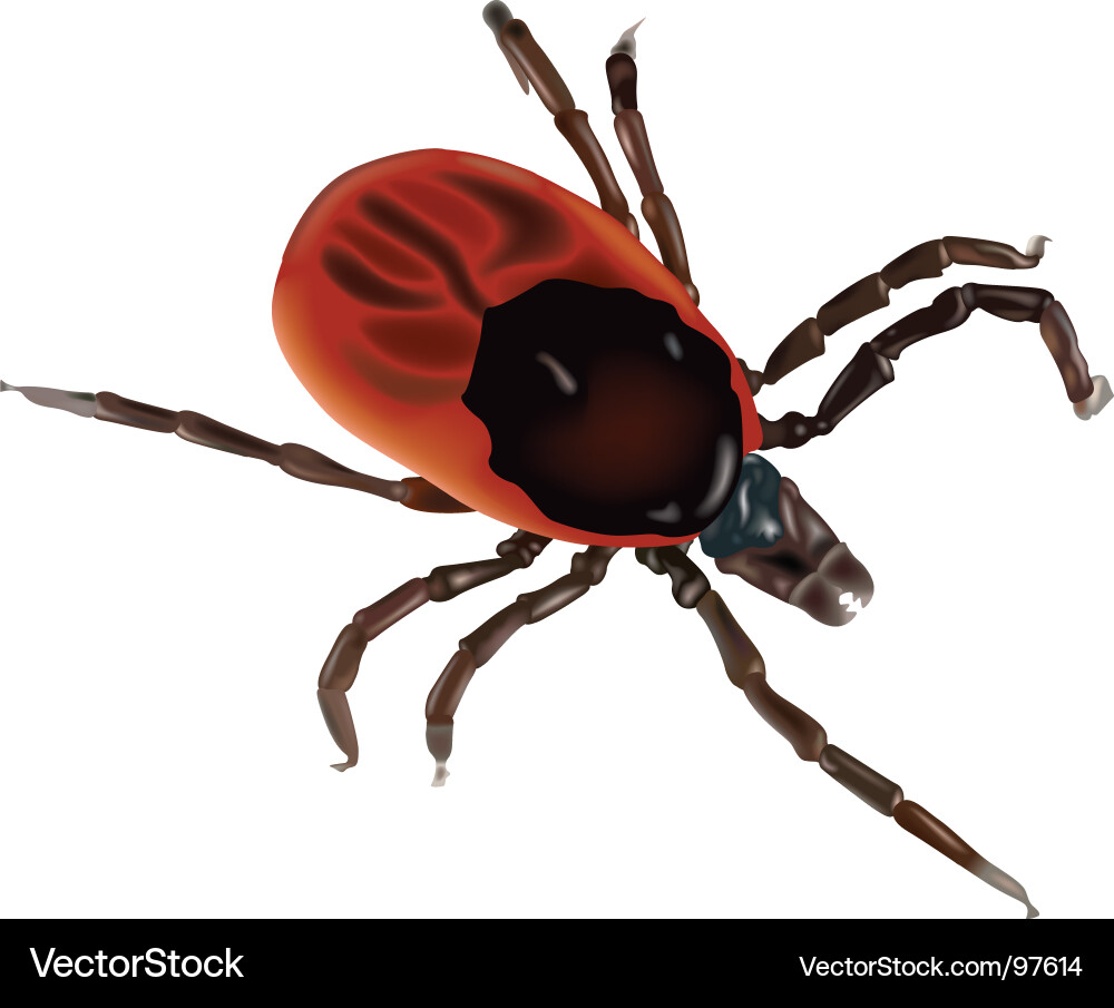Ixodes Ricinus Tick Vector Image