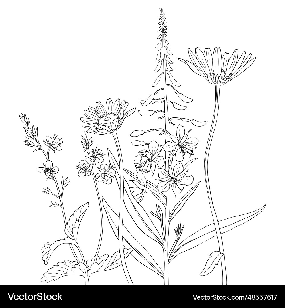 Drawing wild flowers – Royalty-Free Vector | VectorStock, image size:1000x1080