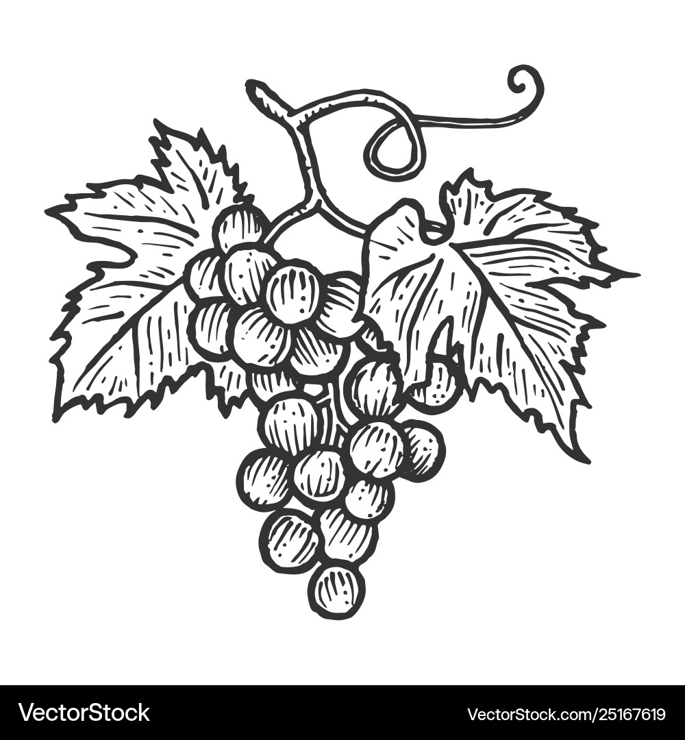 Grape Bunch Sketch - Scratch Board Style vector image