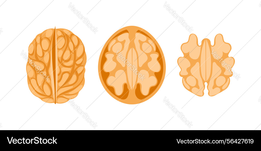 Walnut kernel showing three different viewpoints Walnut kernel showing three different viewpoints Vector Image