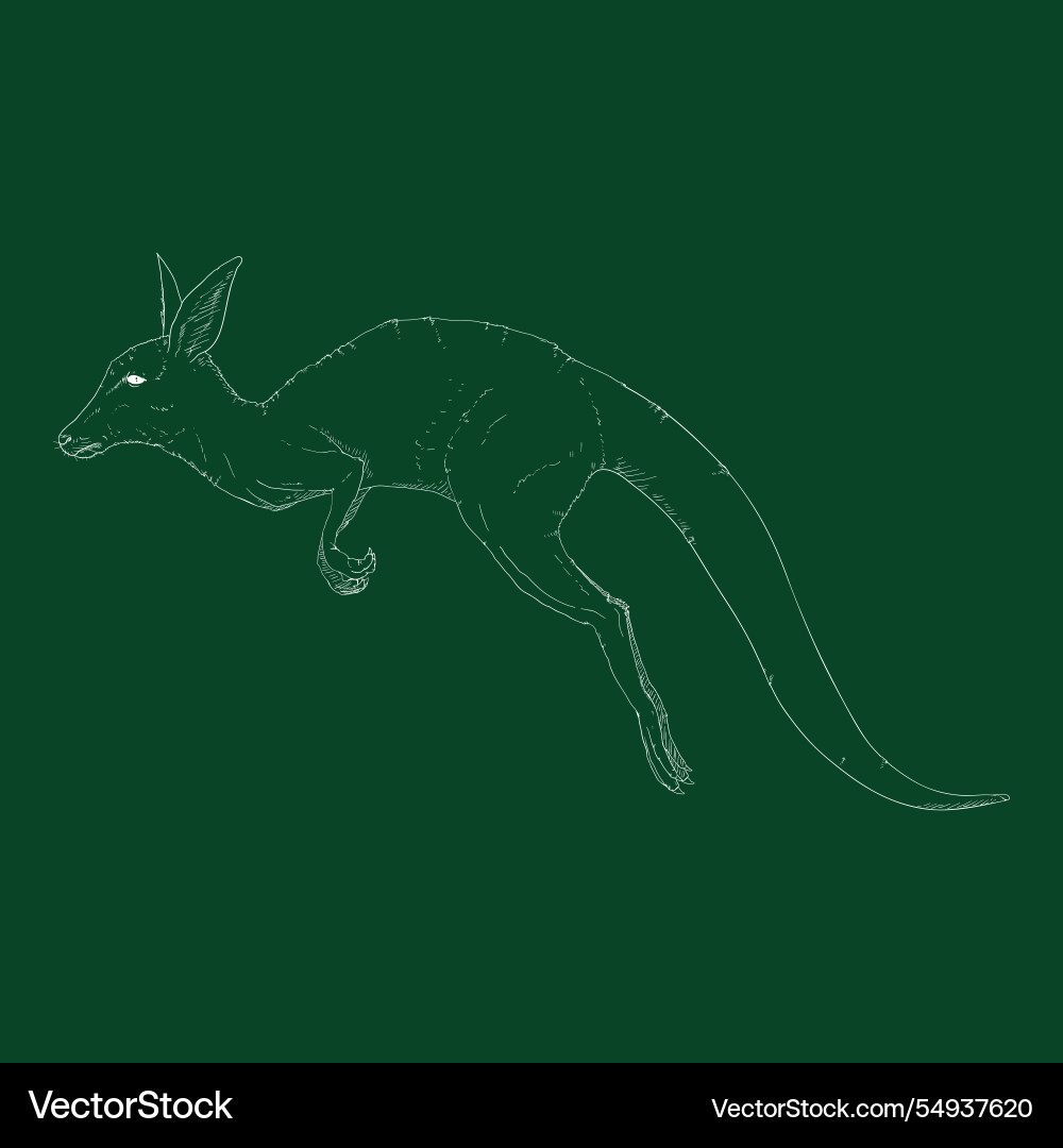 Jumping kangaroo side view Vector Image