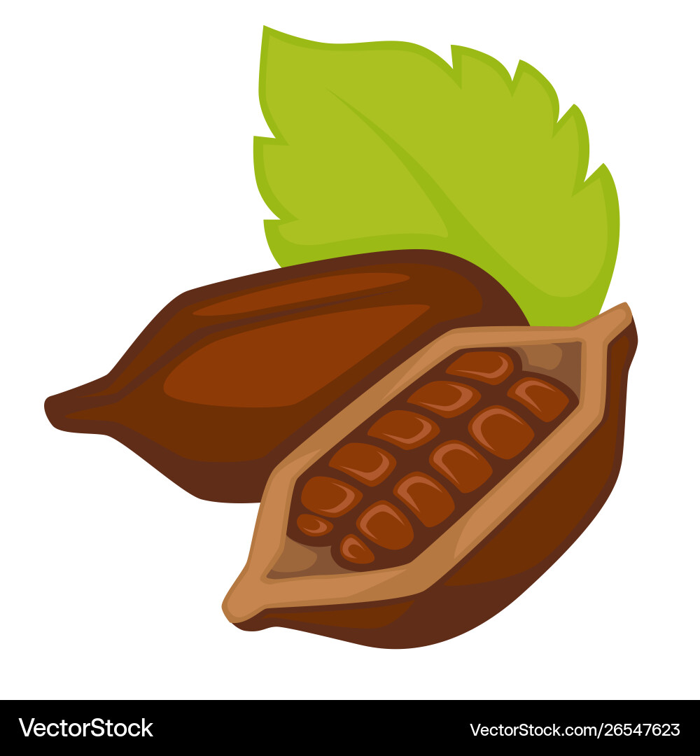 Cocoa Beans in Shell - Close-up vector image