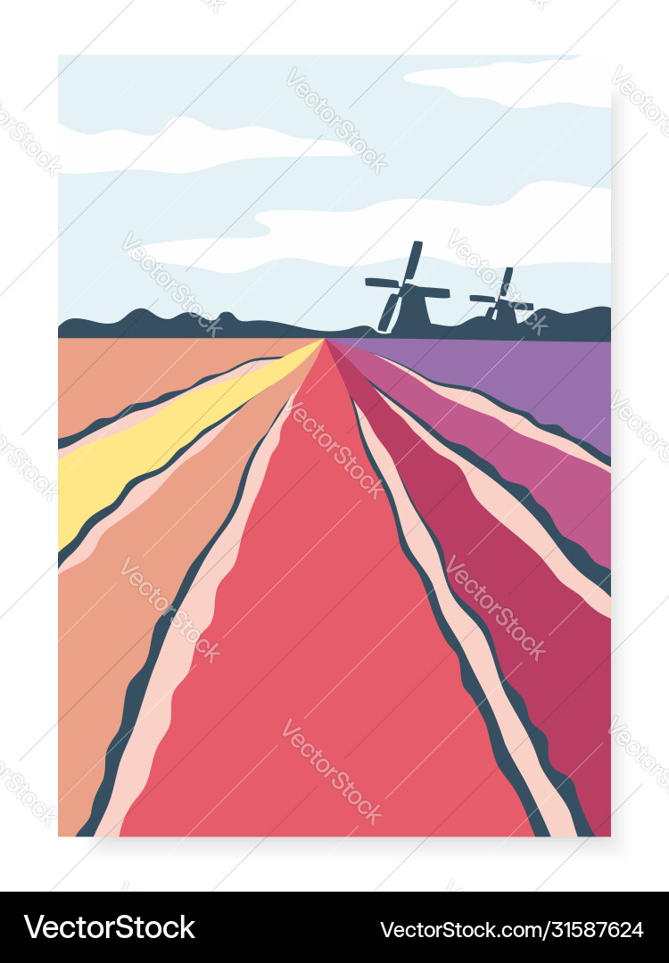 Tulip Fields with Windmills Vector Image