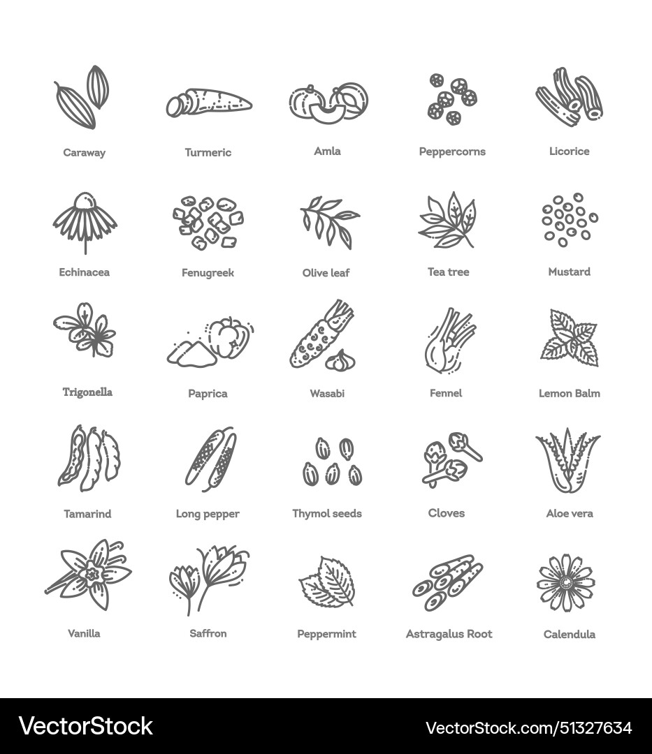 Fenchel Seed Vector Images (über 1,000)