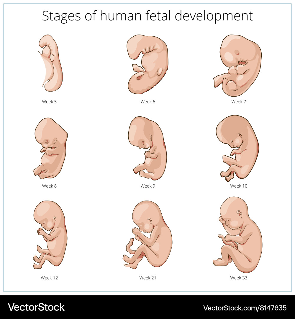 Fetal Development Stages Schematic – Royalty-Free Vector | VectorStock, image size:1000x1080