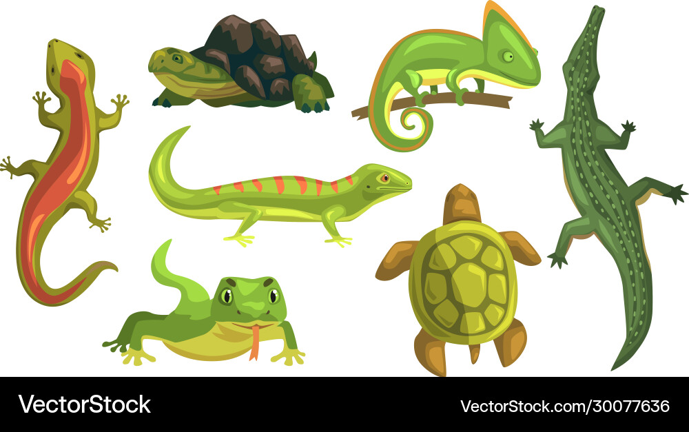 Amphibian animals collection turtle chameleon Amphibian animals collection turtle chameleon vector image
