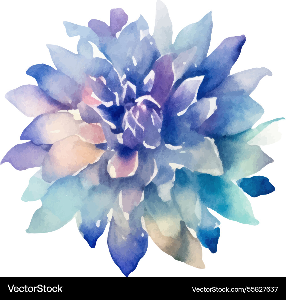 Watercolor painted dahlia flower hand drawn Watercolor painted dahlia flower hand drawn vector image