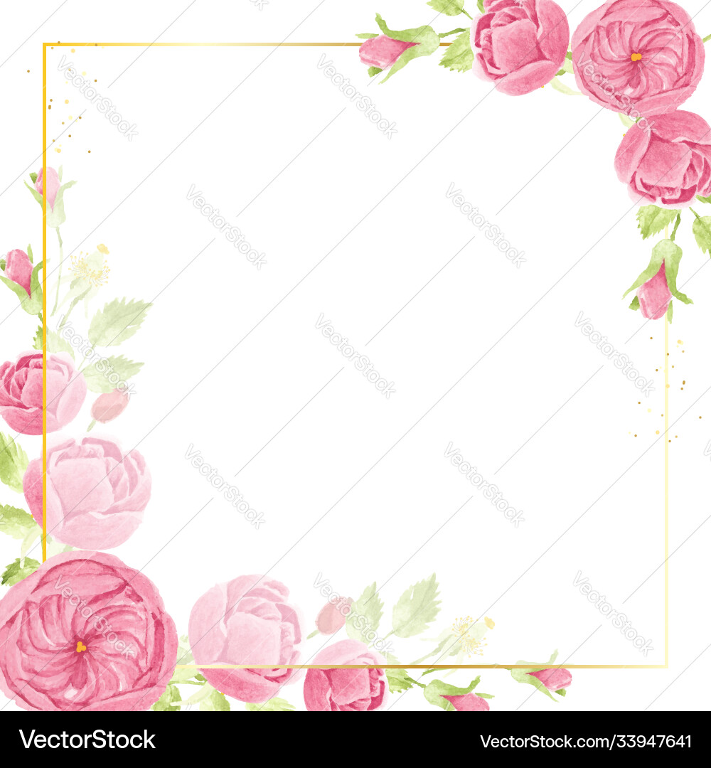 Watercolor pink english rose with golden luxury Watercolor pink english rose with golden luxury vector image