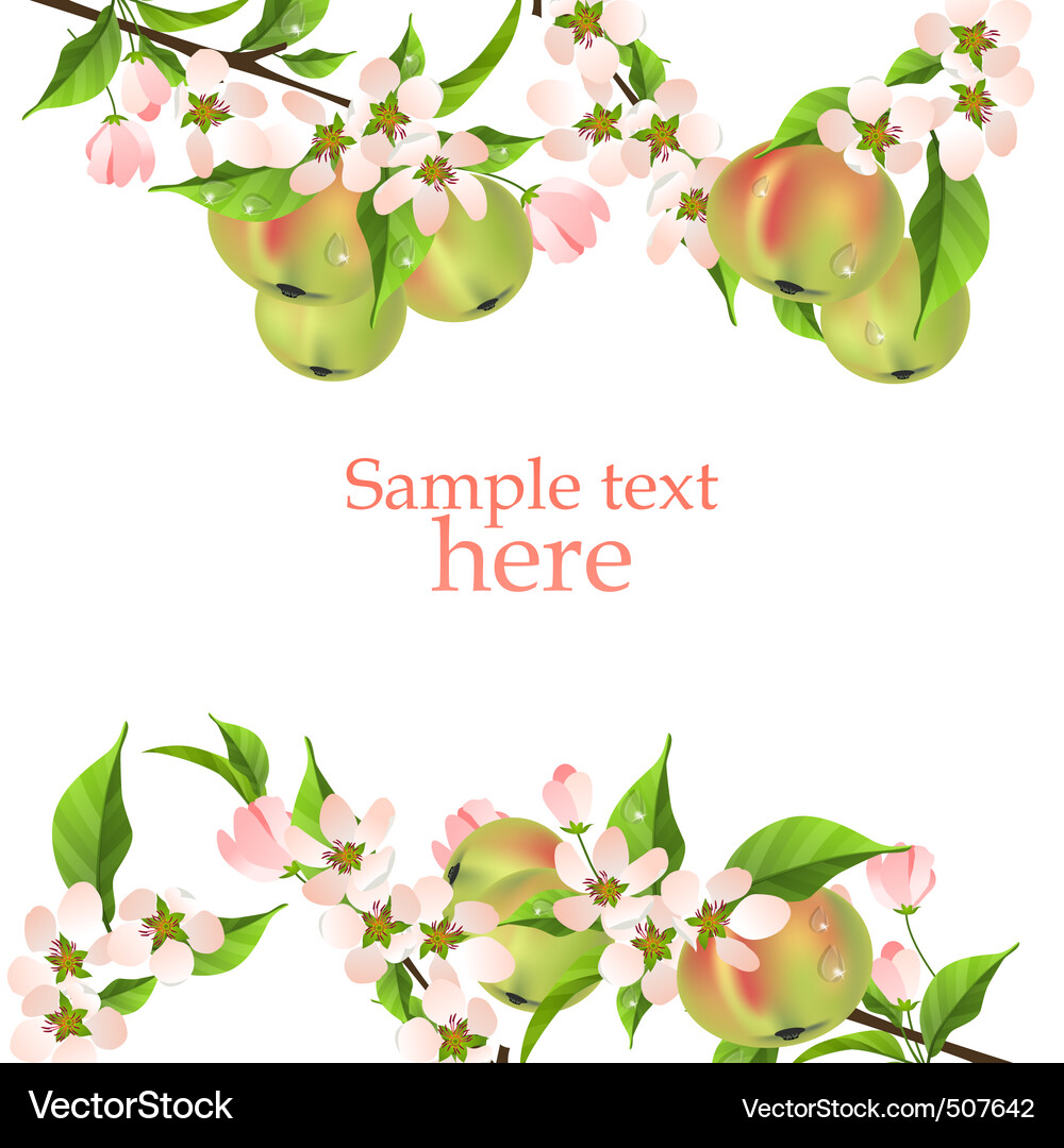 Apple Blossom Branch Vector Image