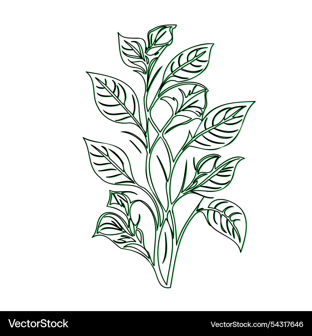 Simple line drawing of a branch with leaves Vector Image