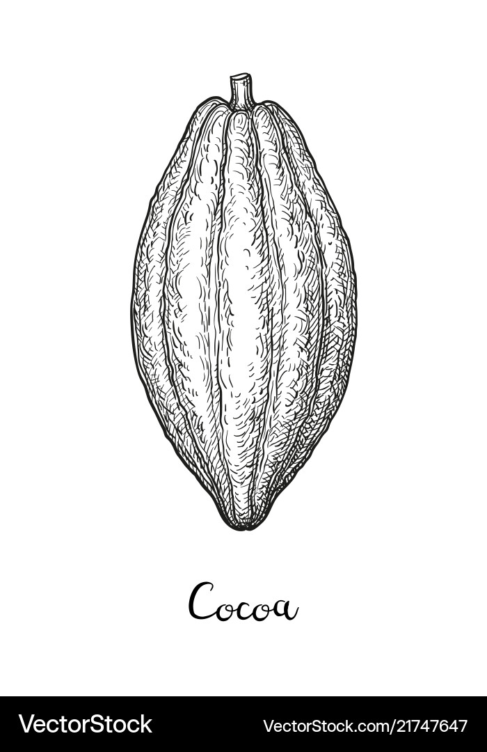 Cocoa Pod Sketch vector image