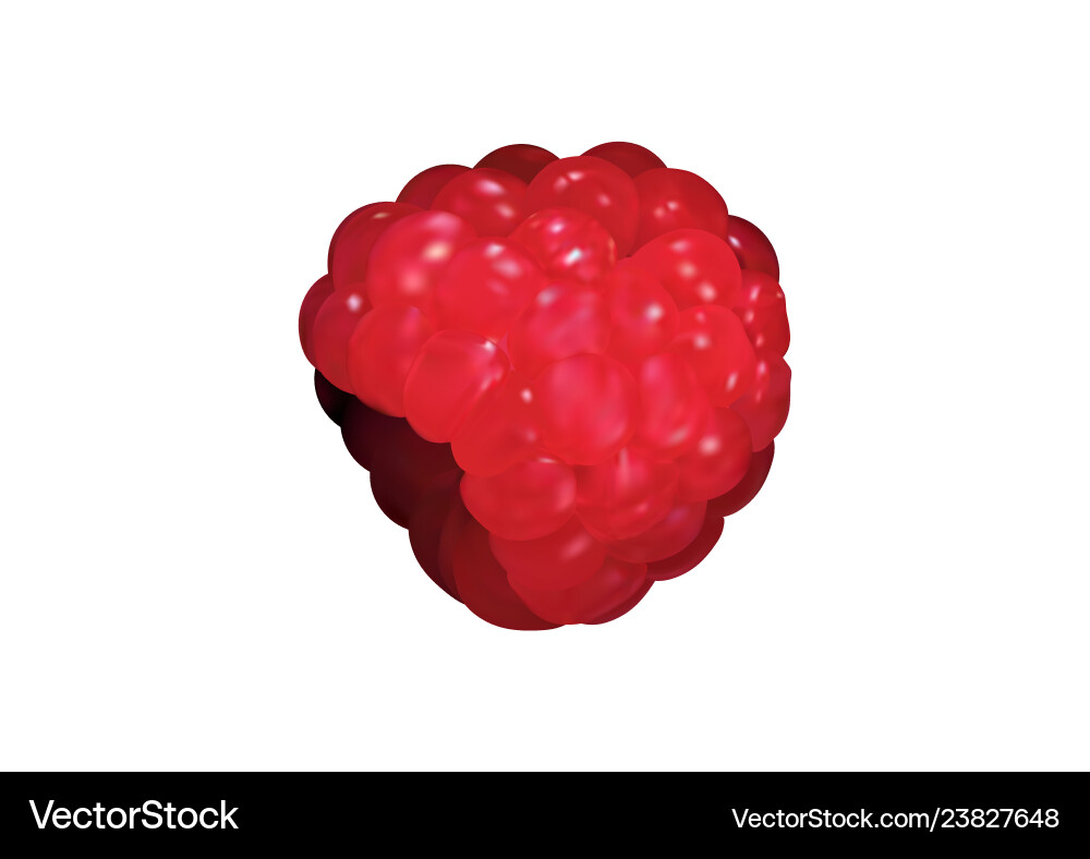 Ripe realistic raspberry vector image