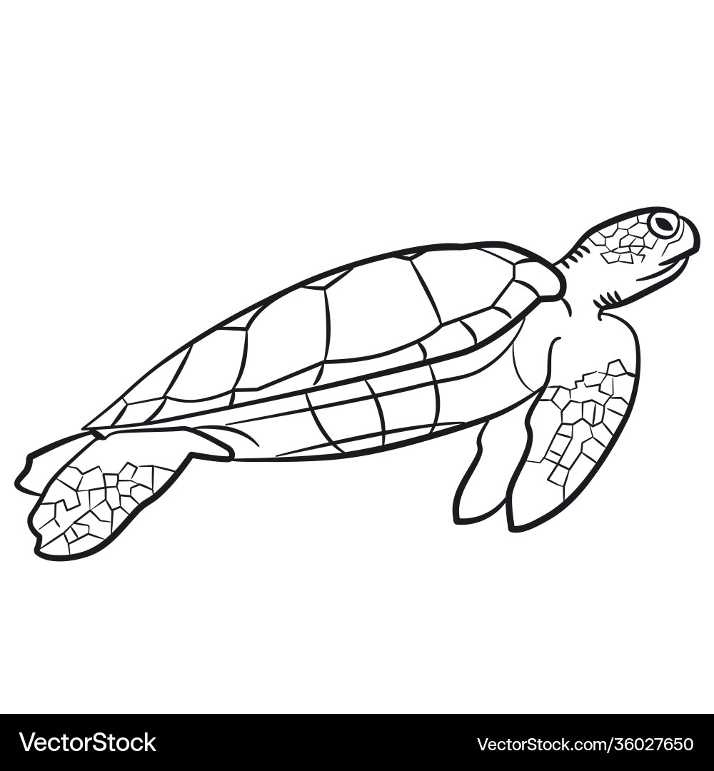 Swimming turtle Royalty Free Vector Image - VectorStock