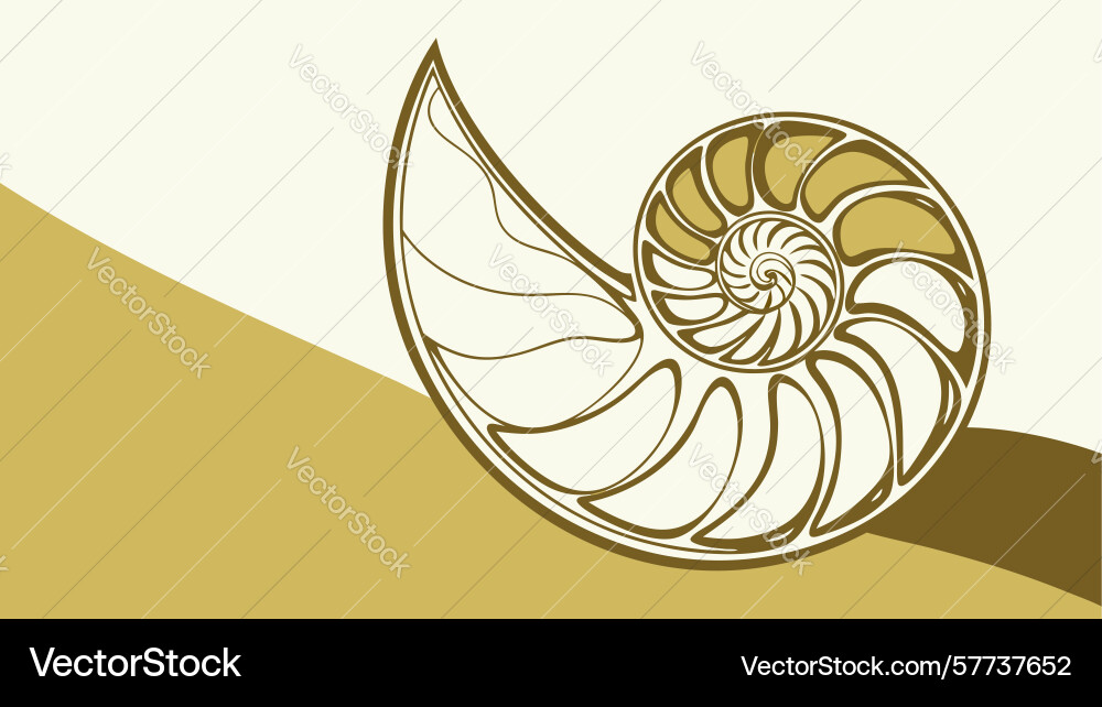Golden nautilus shell cross-section fibonacci vector image