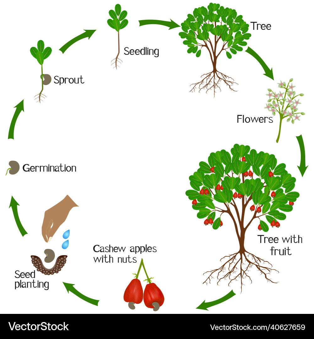 Cashew Nut Shells Point to an Energy Future | Cambodianess, image size:1000x1080