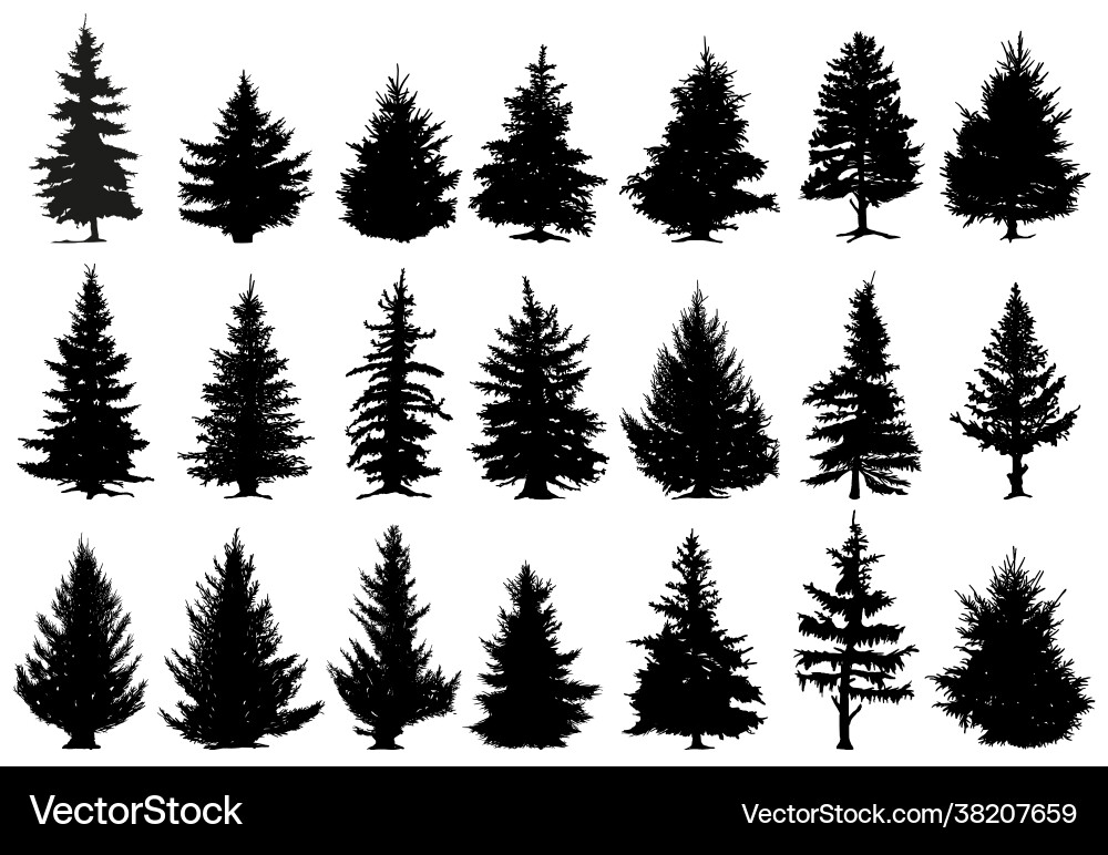 Christmas pine trees silhouettes coniferous vector image