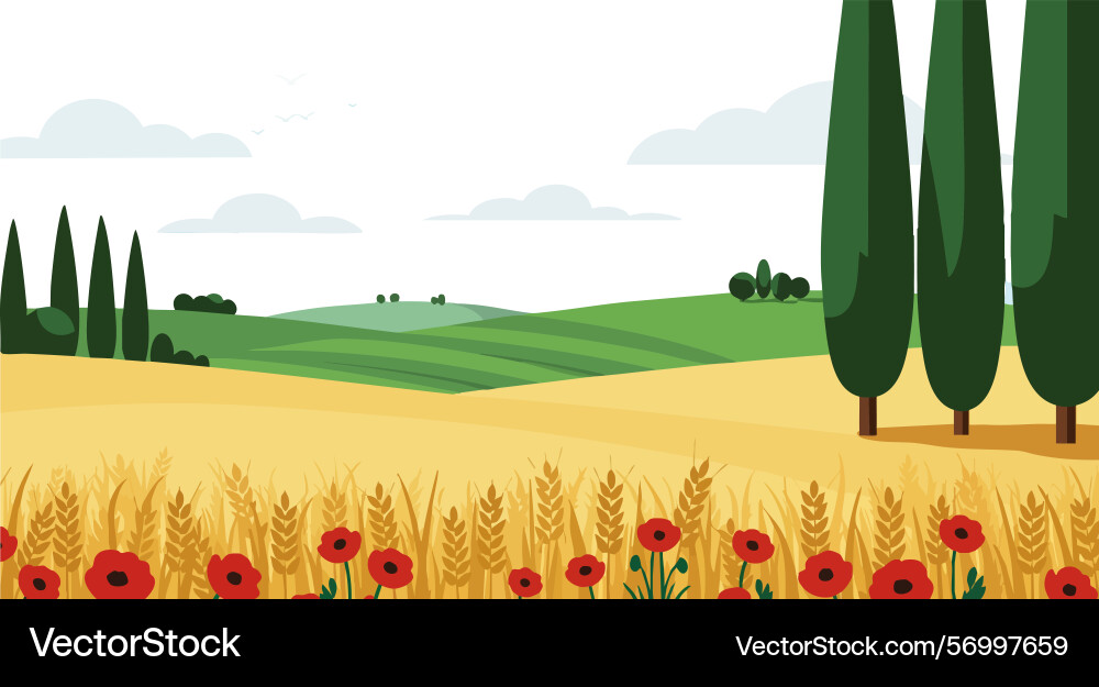 Wheat field with poppies and cypress trees Wheat field with poppies and cypress trees Vector Image