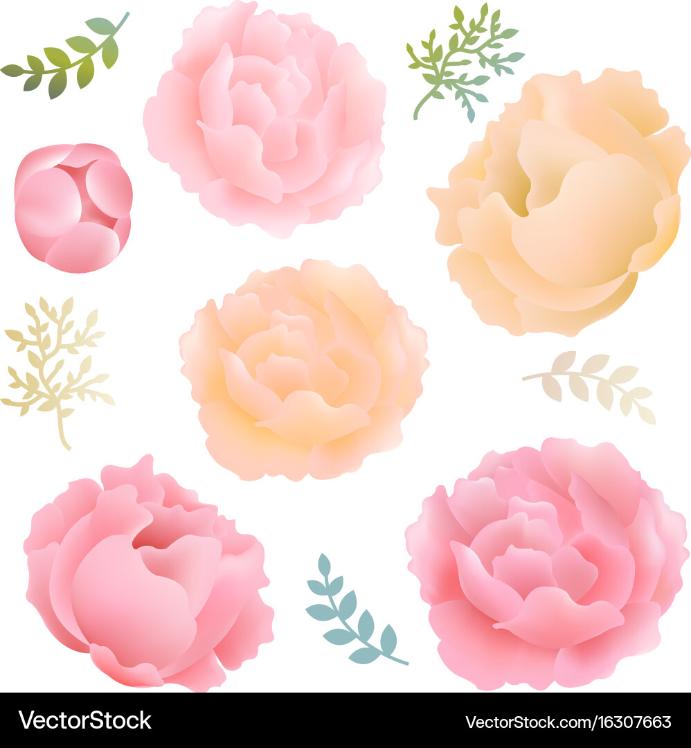 Flowers peony Royalty Free Vector Image - VectorStock