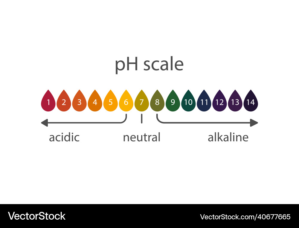 Litmus Indicator pH Scale Chart vector image