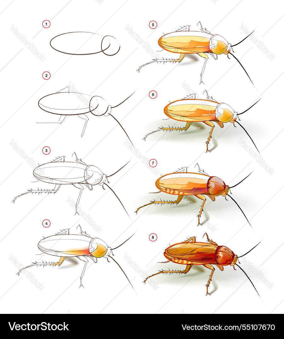 How to learn draw sketch of a cockroach How to learn draw sketch of a cockroach vector image
