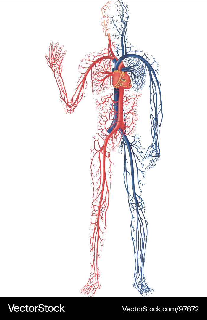 Blood Vessel System Diagram Vector Image