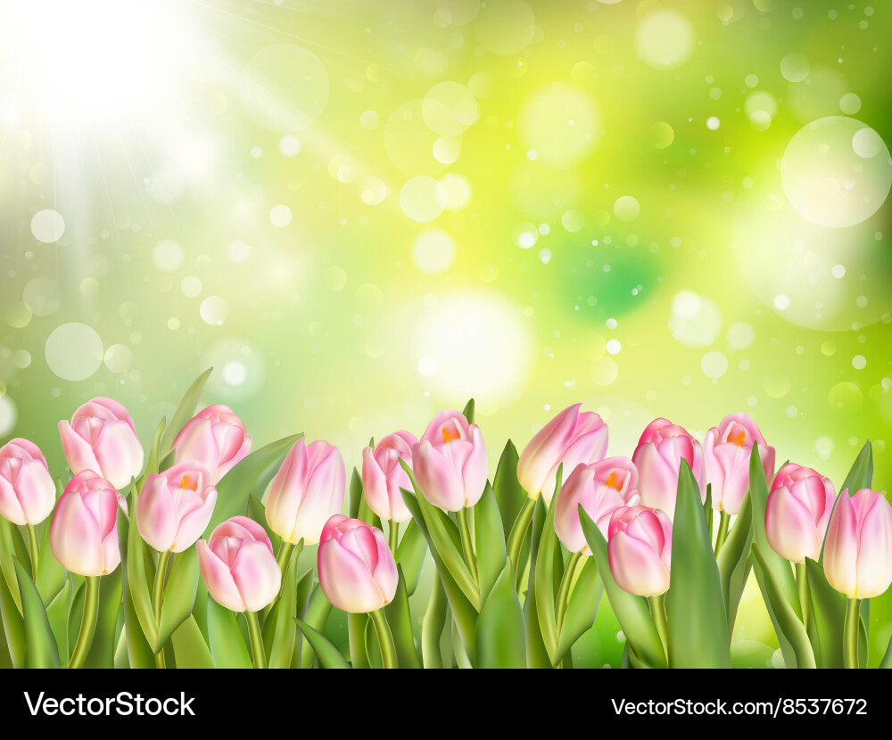 Pink Tulip Spring Background Vector Image