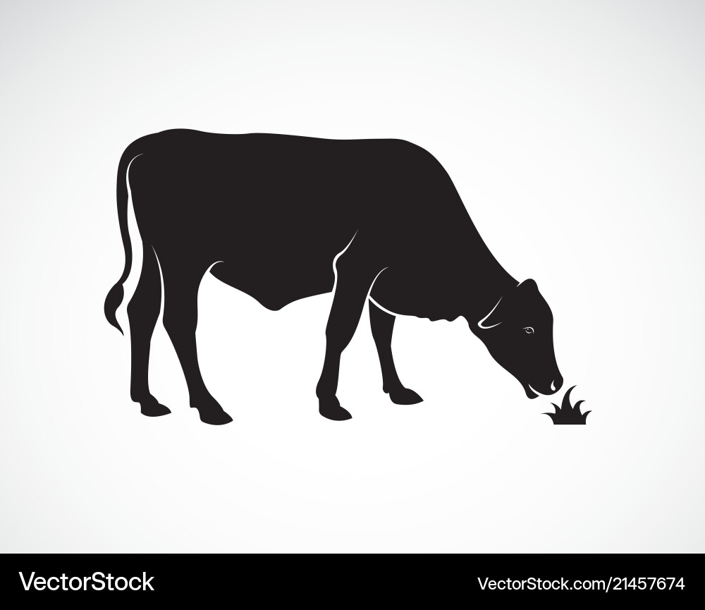 A cow is eating grass on white background farm vector image