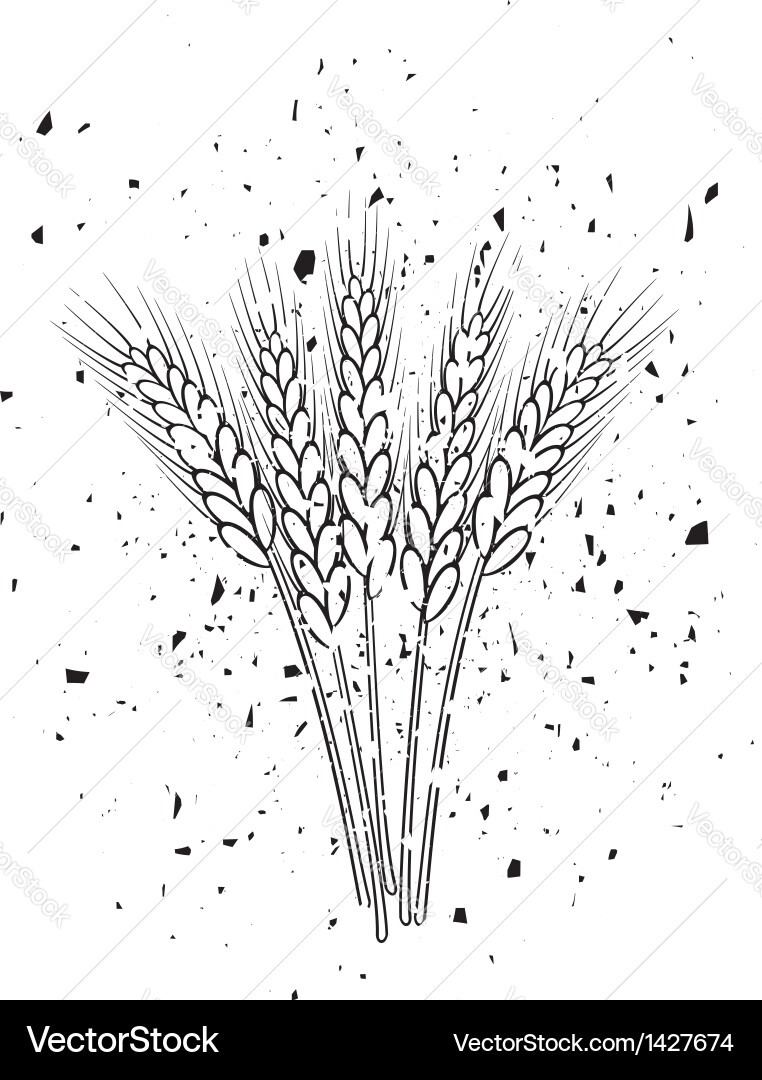 Wheat ears Royalty Free Vector Image - VectorStock